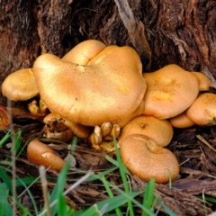 Gymnopilus junonius at Molonglo River Reserve - 9 Apr 2020 12:55 PM