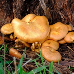 Gymnopilus junonius at Molonglo River Reserve - 9 Apr 2020 12:55 PM