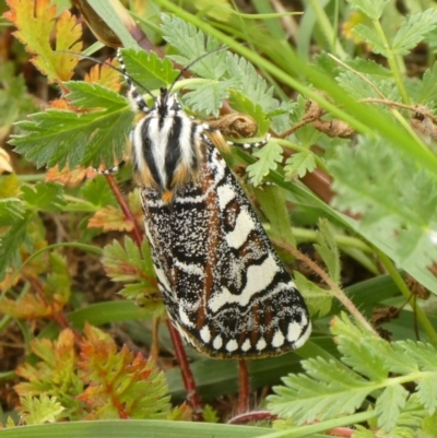 Apina callisto (Pasture Day Moth) at Griffith, ACT - 9 Apr 2020 by GeoffRobertson