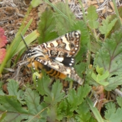 Apina callisto at Griffith, ACT - 9 Apr 2020 12:08 PM