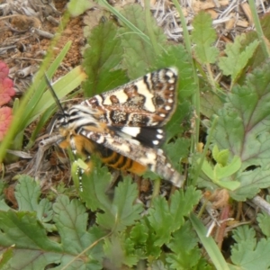 Apina callisto at Griffith, ACT - 9 Apr 2020 12:08 PM