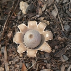 Geastrum sp. (genus) (An earthstar) at Ngunnawal, ACT - 6 Apr 2020 by GeoffRobertson