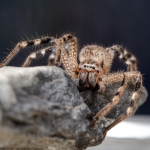 Neosparassus calligaster at Macgregor, ACT - 9 Apr 2020