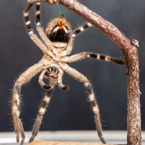 Neosparassus calligaster at Macgregor, ACT - 9 Apr 2020