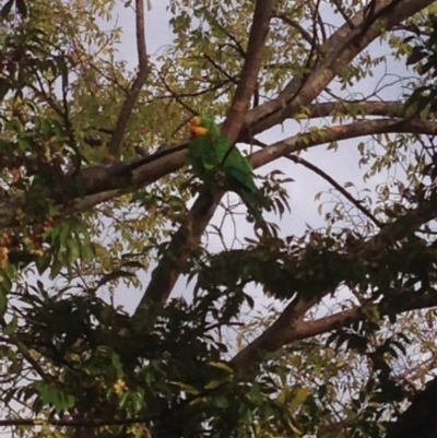 Polytelis swainsonii (Superb Parrot) at Hughes, ACT - 9 Apr 2020 by jennyt