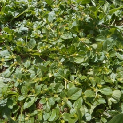 Alternanthera pungens (Khaki Weed) at Lake Burley Griffin West - 15 Mar 2020 by JBrickhill