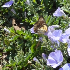 Belenois java (Caper White) at Latham, ACT - 6 Apr 2020 by JBrickhill