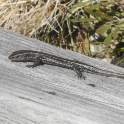 Pseudemoia spenceri (Spencer's Skink) at Glen Allen, NSW - 21 Feb 2020 by JBrickhill