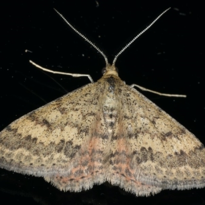 Scopula rubraria (Reddish Wave, Plantain Moth) at Ainslie, ACT - 8 Apr 2020 by jb2602