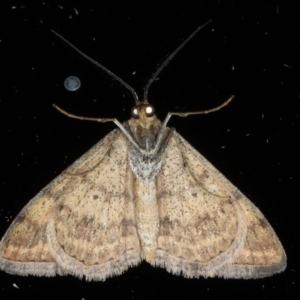 Scopula rubraria at Ainslie, ACT - 8 Apr 2020