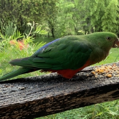 Alisterus scapularis (Australian King-Parrot) at Quaama, NSW - 9 Apr 2020 by FionaG