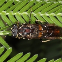 Pergagrapta spinolae (A sawfly) at Ainslie, ACT - 8 Apr 2020 by jb2602