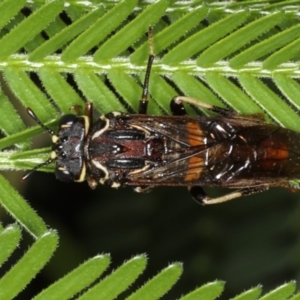 Pergagrapta sp. (genus) at Ainslie, ACT - 8 Apr 2020