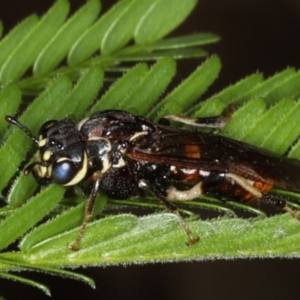 Pergagrapta sp. (genus) at Ainslie, ACT - 8 Apr 2020