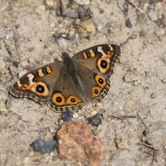 Junonia villida (Meadow Argus) at Jerrabomberra Creek - 7 Apr 2020 by Tammy