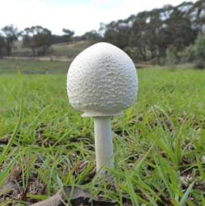 Macrolepiota dolichaula at Yass River, NSW - 7 Apr 2020 02:39 PM