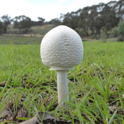 Macrolepiota dolichaula (Macrolepiota dolichaula) at Yass River, NSW - 7 Apr 2020 by SenexRugosus