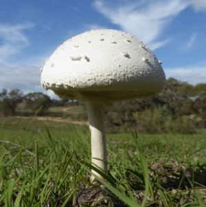 Macrolepiota dolichaula at Yass River, NSW - 7 Apr 2020 02:39 PM