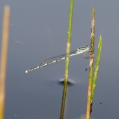 Austrolestes leda (Wandering Ringtail) at Yass River, NSW - 7 Apr 2020 by SenexRugosus