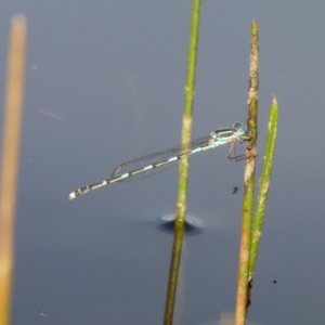 Austrolestes leda at Yass River, NSW - 7 Apr 2020 02:51 PM