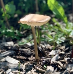 Oudemansiella 'radicata group' (Rooting shank) at Fraser, ACT - 7 Apr 2020 by noodles