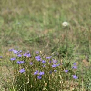 Wahlenbergia sp. at Fraser, ACT - 24 Mar 2020