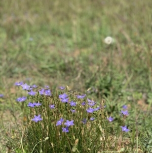 Wahlenbergia sp. at Fraser, ACT - 24 Mar 2020 01:40 PM