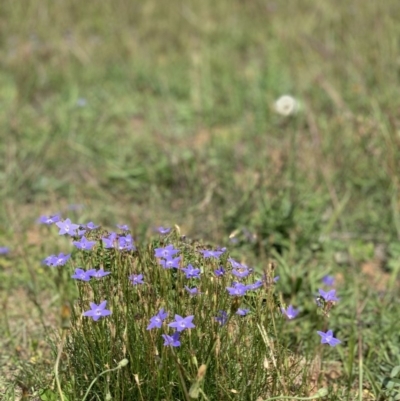 Wahlenbergia sp. (Bluebell) at Fraser, ACT - 24 Mar 2020 by noodles