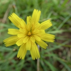 Hypochaeris radicata at Yass River, NSW - 5 Apr 2020