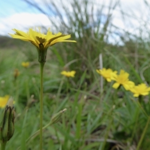 Hypochaeris radicata at Yass River, NSW - 5 Apr 2020