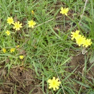 Hypochaeris radicata at Yass River, NSW - 5 Apr 2020