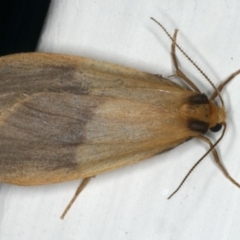 Threnosia heminephes (Halved Footman) at Ainslie, ACT - 6 Apr 2020 by jb2602