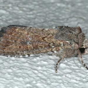 Proteuxoa provisional species 5 at Ainslie, ACT - 6 Apr 2020 10:00 PM