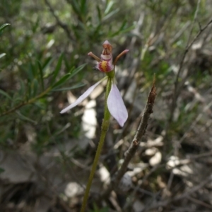 Eriochilus cucullatus at Theodore, ACT - 9 Apr 2020