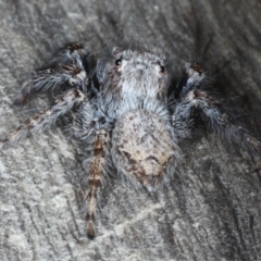 Servaea sp. (genus) (Unidentified Servaea jumping spider) at Ainslie, ACT - 6 Apr 2020 by jbromilow50