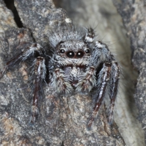 Servaea sp. (genus) at Ainslie, ACT - 6 Apr 2020