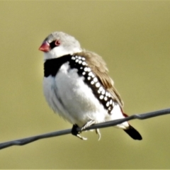 Stagonopleura guttata (Diamond Firetail) at Paddys River, ACT - 9 Apr 2020 by JohnBundock