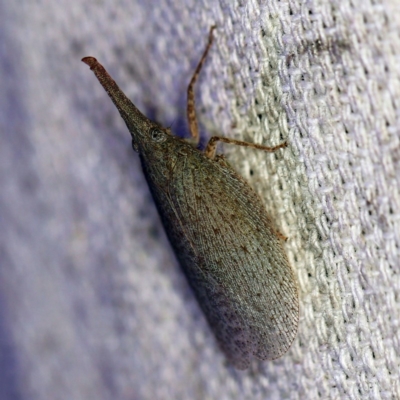 Rentinus dilatatus (Fulgorid planthopper) at O'Connor, ACT - 26 Mar 2020 by ibaird