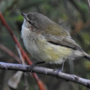 Smicrornis brevirostris at Paddys River, ACT - 9 Apr 2020