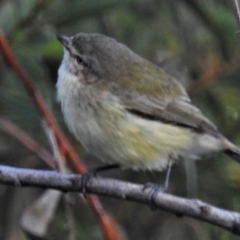 Smicrornis brevirostris (Weebill) at Paddys River, ACT - 9 Apr 2020 by JohnBundock
