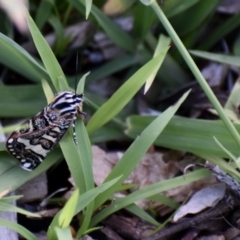 Apina callisto (Pasture Day Moth) at Fowles St. Woodland, Weston - 8 Apr 2020 by AliceH