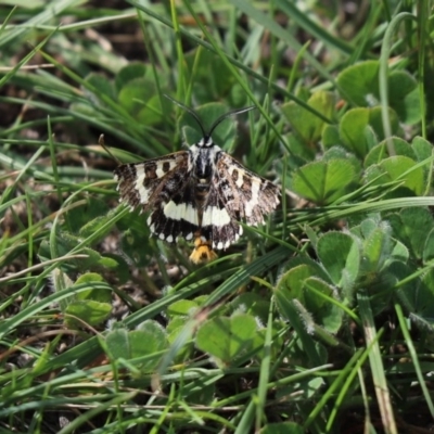 Apina callisto (Pasture Day Moth) at Amaroo, ACT - 9 Apr 2020 by Tammy