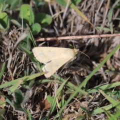 Helicoverpa (genus) (A bollworm) at Throsby, ACT - 9 Apr 2020 by Tammy