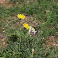 Belenois java (Caper White) at Throsby, ACT - 9 Apr 2020 by Tammy