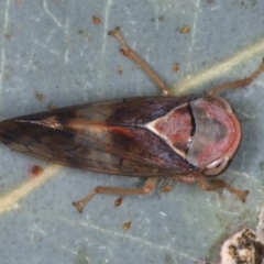 Brunotartessus fulvus (Yellow-headed Leafhopper) at Ainslie, ACT - 4 Apr 2020 by jb2602