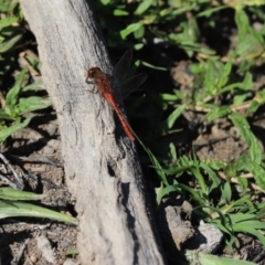 Diplacodes bipunctata (Wandering Percher) at Amaroo, ACT - 9 Apr 2020 by Tammy