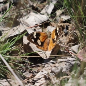 Heteronympha merope at Amaroo, ACT - 9 Apr 2020 01:20 PM