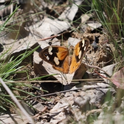 Heteronympha merope (Common Brown Butterfly) at Amaroo, ACT - 9 Apr 2020 by Tammy