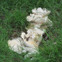 Omphalotus nidiformis (Ghost Fungus) at Molonglo Valley, ACT - 9 Apr 2020 by SandraH