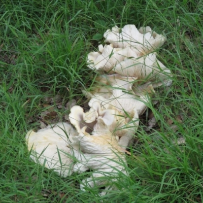 Omphalotus nidiformis (Ghost Fungus) at Molonglo Valley, ACT - 9 Apr 2020 by SandraH